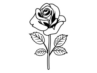 rose on white background