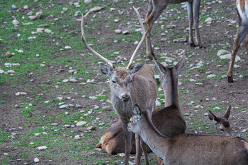 deer in the woods