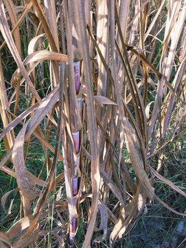 Sugarcane crop closeup image, agriculture field rural scene, sugar cane, gana, kamad ki fasal, canne a sucre, cana azucar, canaacucar, photo 