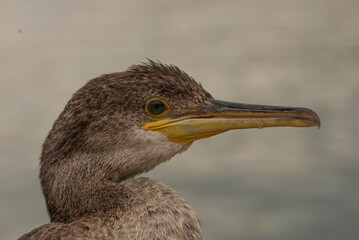 great blue heron