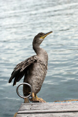 blue heron on the pier