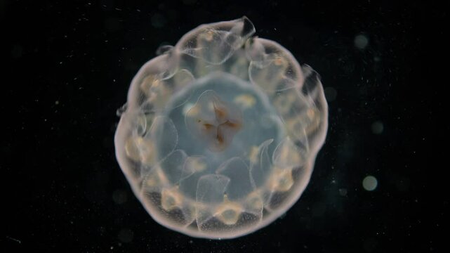 Young jellyfish at Ephyra stage under a microscope, class Scyphozoa. Possibly Cyanea capillata. Size about 2 cm. White Sea