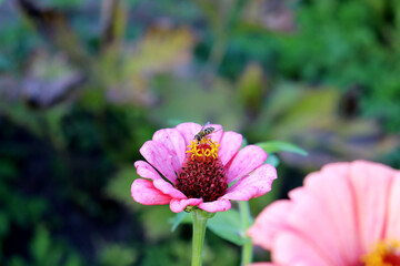 A bee collects nectar in the center of a pink zinnia flower in a flowerbed in partial shade - horizontal color photo