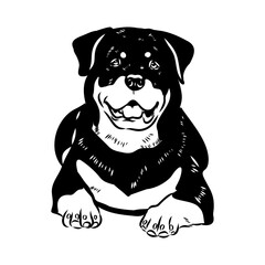 Doodle One Line Drawn Rottweiler . Black Curve Rottweiler dog, vector sketch