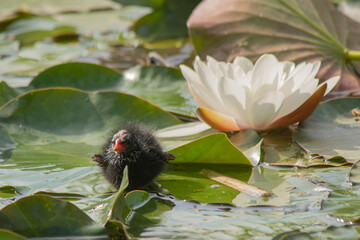 red winged blackbird