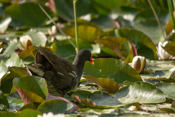 red winged blackbird