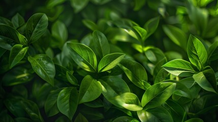 Lush Green Leaves in a Natural Close-Up View