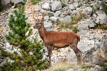 A beautiful specimen of deer in the wild