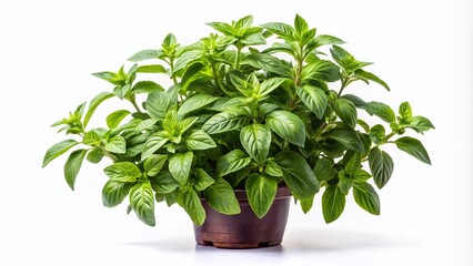 Naklejka premium Holy Basil Ocimum Sanctum Plant, Tulsi Leaves, Sacred Basil, Herbal Medicine, Aromatic Herb, Isolated Image, High-Resolution PNG