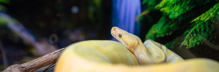 Yellow snake on a branch of a tree