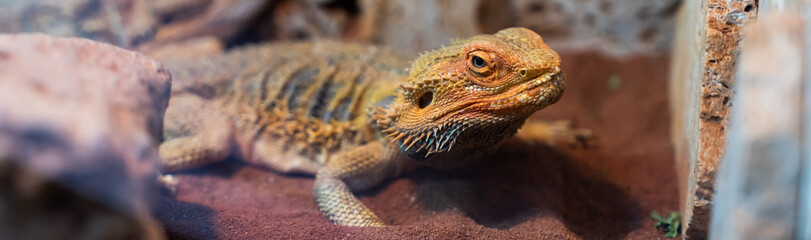 The big lizard on the sand