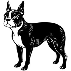 boston terrier dog black silhouette vector with white background