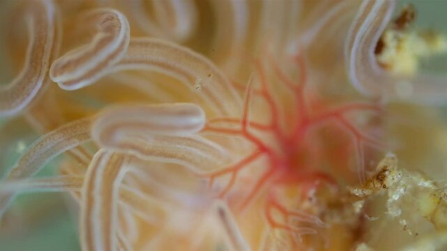 Worm Polychaeta Neoamphitrite figulus, family Terebellidae under a microscope, phylum Annelida. The video shows gills and tentacles. White Sea