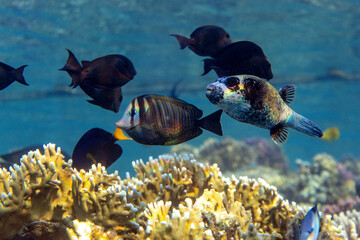 Underwater photo from Egyp, Marsa Alam, Abu Dabbab Bay.