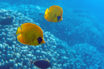 Underwater photo from Egyp, Marsa Alam, Abu Dabbab Bay.