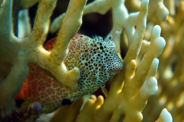 Underwater photo from Egyp, Marsa Alam, Abu Dabbab Bay.