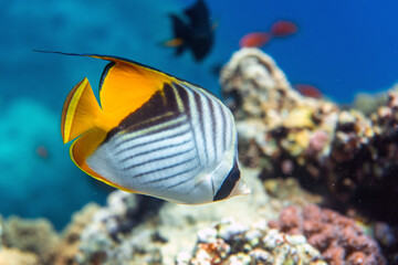 Underwater photo from Egyp, Marsa Alam, Abu Dabbab Bay.