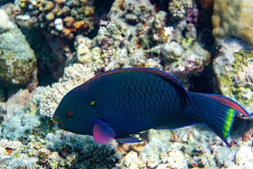 Underwater photo from Egyp, Marsa Alam, Abu Dabbab Bay.