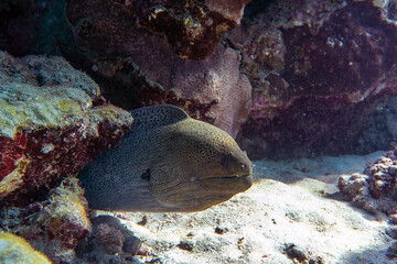 Underwater photo from Egyp, Marsa Alam, Abu Dabbab Bay.