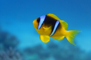 Underwater photo from Egyp, Marsa Alam, Abu Dabbab Bay.