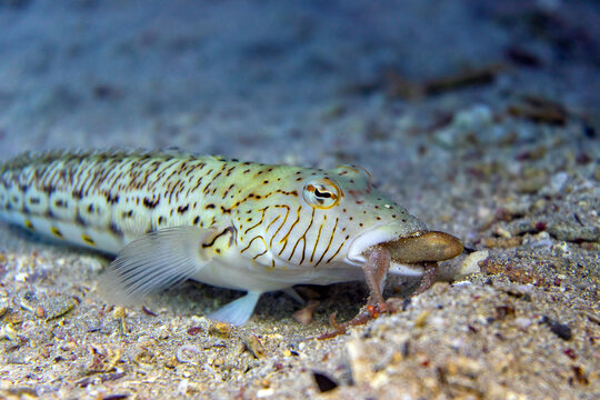 Underwater photo from Egyp, Marsa Alam, Abu Dabbab Bay.