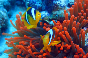 Underwater photo from Egyp, Marsa Alam, Abu Dabbab Bay.