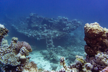 Obraz premium Underwater photo from Egyp, Marsa Alam, Abu Dabbab Bay.