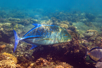 Naklejka premium Underwater photo from Egyp, Marsa Alam, Abu Dabbab Bay.