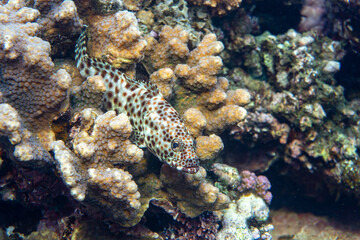 Underwater photo from Egyp, Marsa Alam, Abu Dabbab Bay.