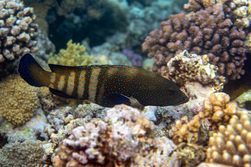 Underwater photo from Egyp, Marsa Alam, Abu Dabbab Bay.