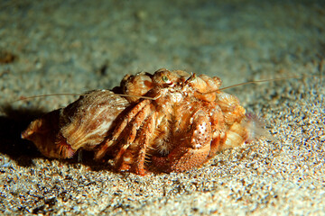 Underwater photo from Egyp, Marsa Alam, Abu Dabbab Bay.