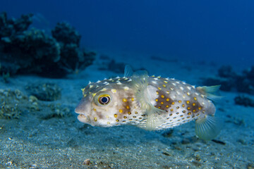 Underwater photo from Egyp, Marsa Alam, Abu Dabbab Bay.