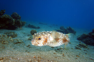 Underwater photo from Egyp, Marsa Alam, Abu Dabbab Bay.