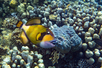 Underwater photo from Egyp, Marsa Alam, Abu Dabbab Bay.