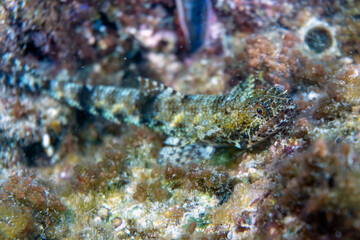 Underwater photo from Egyp, Marsa Alam, Abu Dabbab Bay.