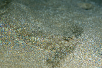 Underwater photo from Egyp, Marsa Alam, Abu Dabbab Bay.