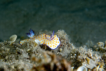Underwater photo from Egyp, Marsa Alam, Abu Dabbab Bay.