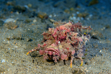 Underwater photo from Egyp, Marsa Alam, Abu Dabbab Bay.