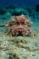Underwater photo from Egyp, Marsa Alam, Abu Dabbab Bay.