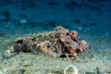 Underwater photo from Egyp, Marsa Alam, Abu Dabbab Bay.