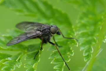 Detailed closeup on a Snipe fly, Rhangionidae in Northern Oregon marshy area