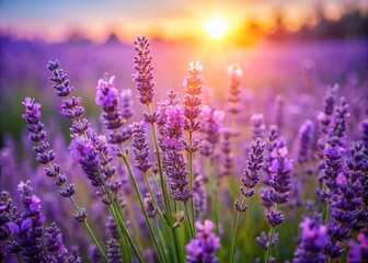 Lavender Fields: Purple Flowers Photography, Blooming Lavender, Summer Flowers, French Lavender, Aromatic Herbs,  Provence Lavender,  Purple Floral Photography