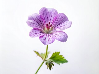Obraz premium Lavender Geranium Flower Isolated, Minimalist Botanical Photography, Purple Flower Image, High-Resolution Plant Photo