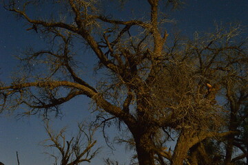 Populus euphratica trees in the desert