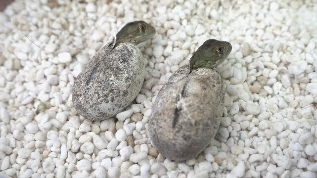 Footage of baby red iguana hatching from egg new born exotic pets