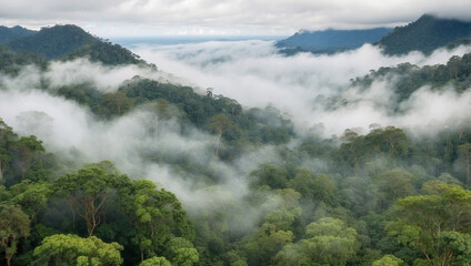 Pristine Rainforest with Mist