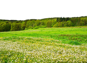 Meadow with dandelion flowers isolated on transparent PNG background.