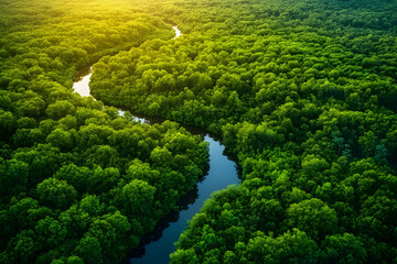 Aerial View Lush Green Forest River