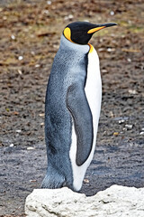 King Penguins, Aptenodytes patagonicus, and the second largest species of penguin.