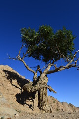 Populus euphratica trees in the desert